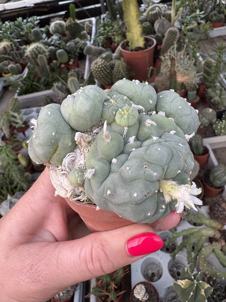 Lophophora williamsii v.albiflora 'Monstruosa' siewka