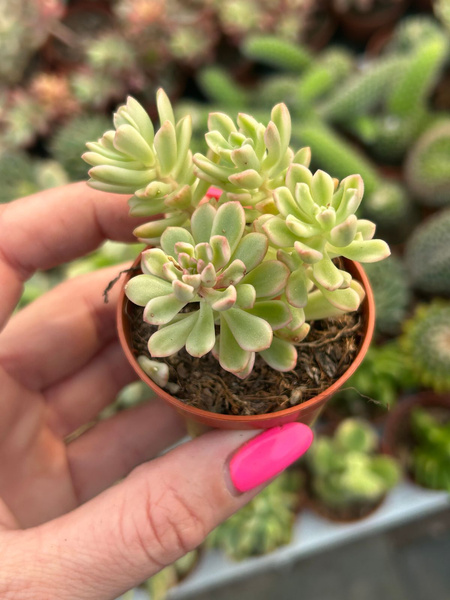 Sedum 'Alice Evans Variegata'