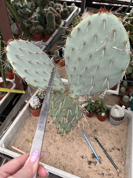 Opuntia lagunae