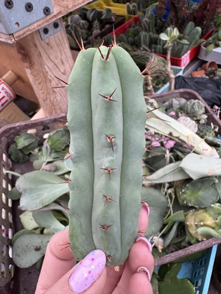 Trichocereus bridgesii