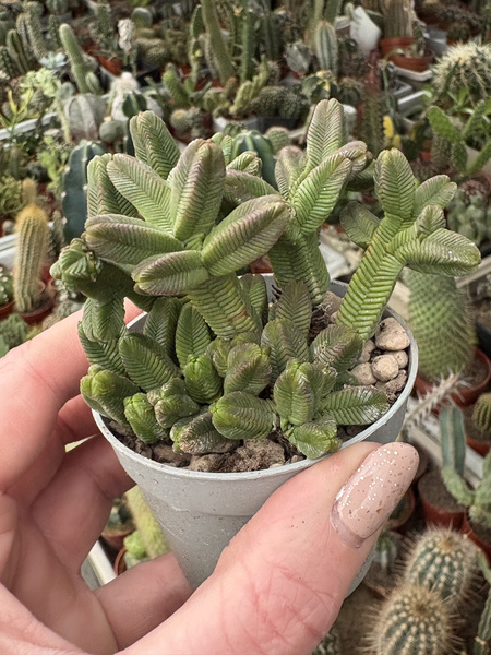 Crassula pyramidalis