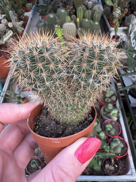 Notocactus mammulosus var. orthacanthus 'Dichotoma'