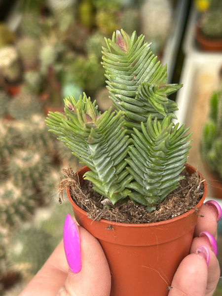 Crassula pyramidalis x congesta