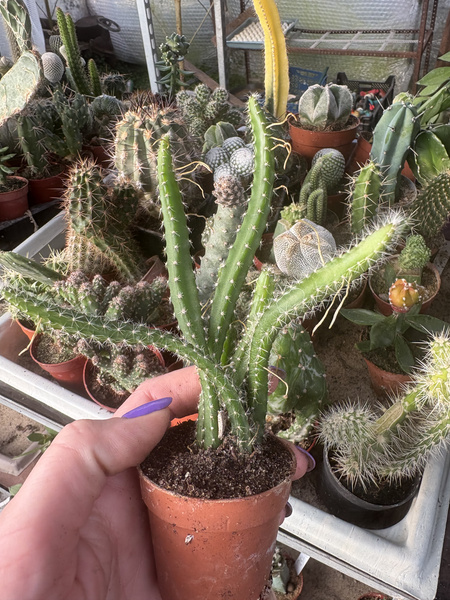 Selenicereus grandiflorus KRÓLOWA JEDNEJ NOCY