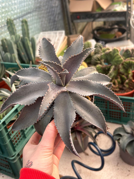 Mangave 'Silver Fox'