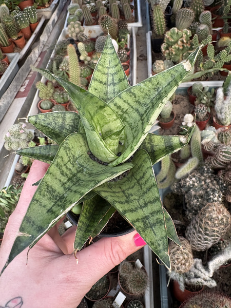 Sansevieria 'Prabu'