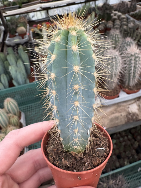 Pilosocereus azureus