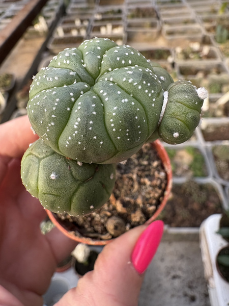 Astrophytum asterias 'Turtle'