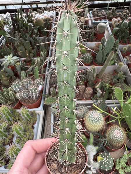 Eriocereus bonplandii