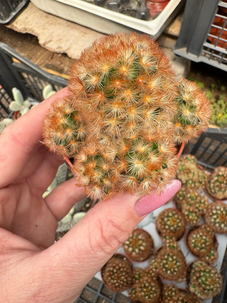 Mammillaria carmenae v.rubra