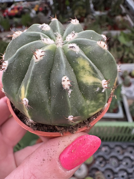 Melocactus maxonii 'Inermis'