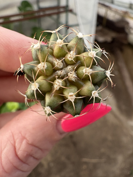Gymnocalycium mihanovichii SPECJALNY KOLOR