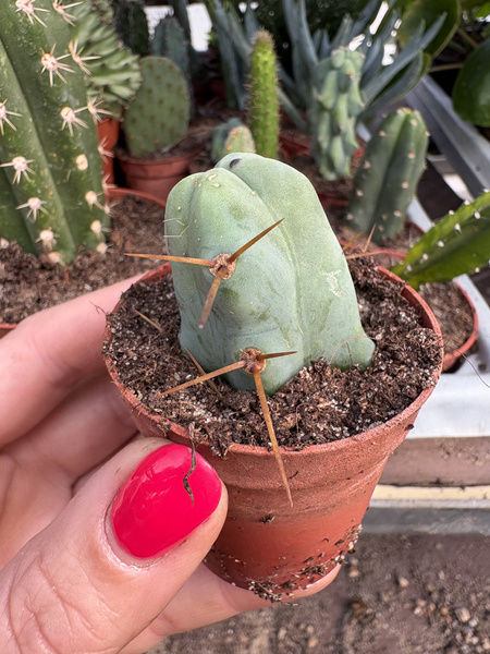 Trichocereus bridgesii 'Penis Plant'