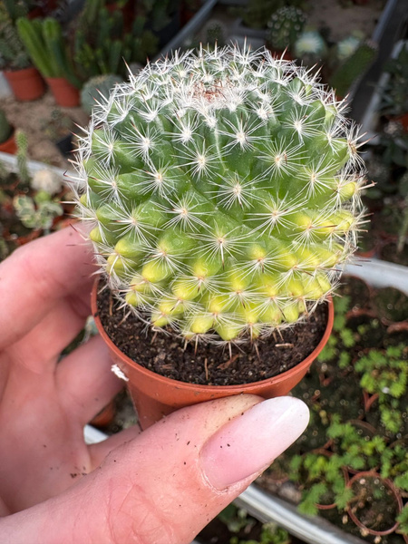 Mammillaria hahniana 'Variegata'