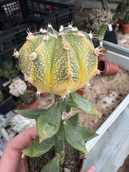 Astrophytum capricorne 'Variegata'