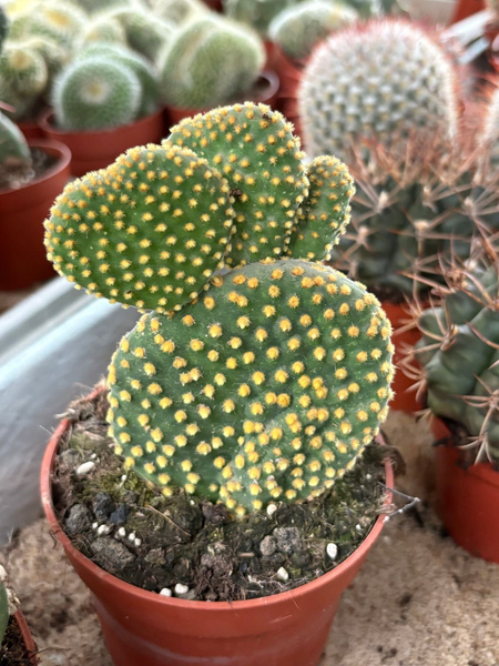Opuntia microdasys v.aurantiaca 'Cristata'