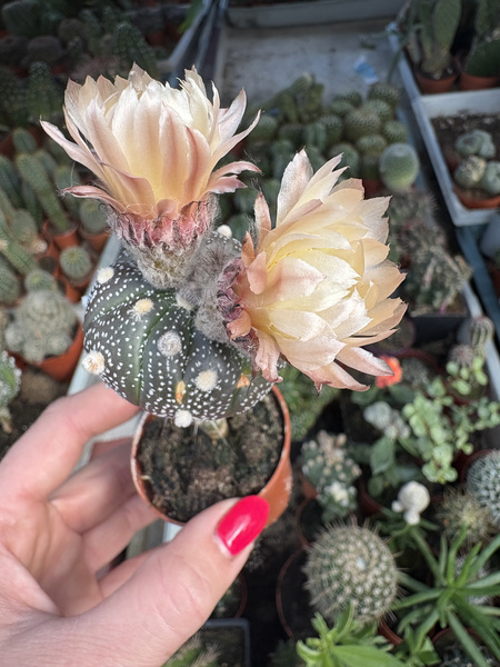 Astrophytum asterias 'Purple'