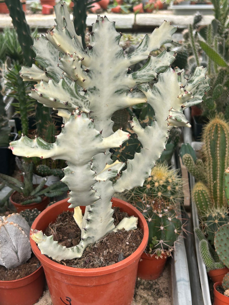 Euphorbia lactea 'White Ghost'