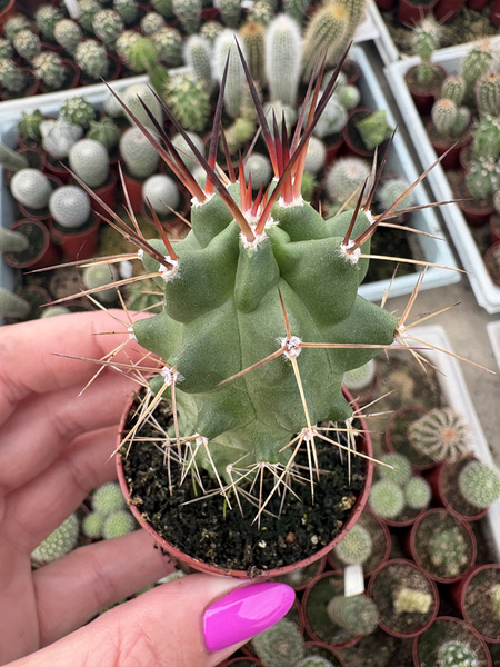 Echinocereus triglochidiatus MROZOODPORNY