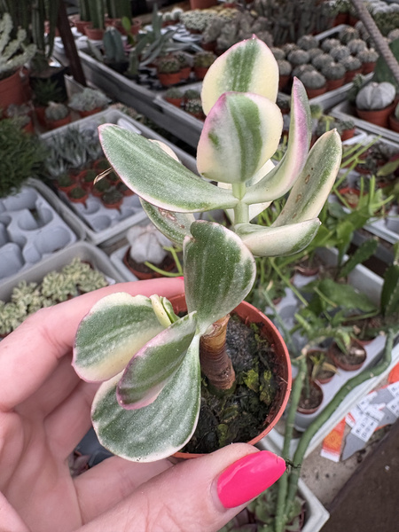 Crassula obliqua 'Tricolor'  Drzewko szczęścia