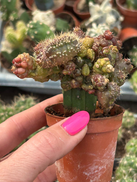 Echinopsis schickendantzii 'Monstruosa Red'