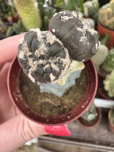 Astrophytum asterias 'Purple Dichotoma Monstruosa'
