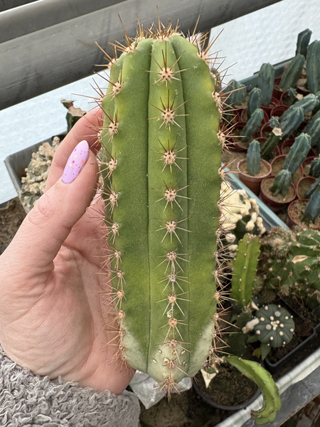 Trichocereus terscheckii 'Variegata'