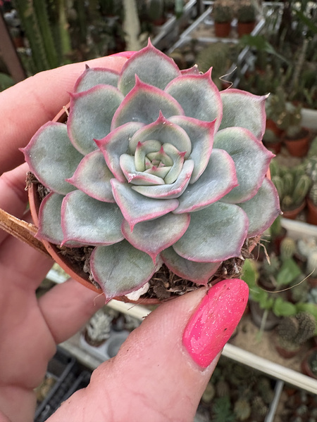Echeveria hercules