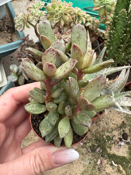 Adromischus mamillaris