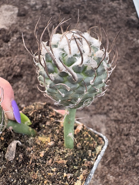 turbinicarpus jauernigii