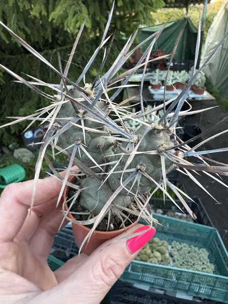 Tephrocactus aoracanthus var. paediophilus