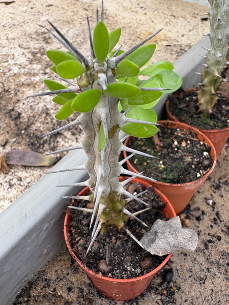 Alluaudia procera ENDEMIT