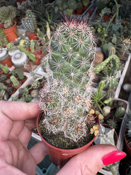 Mammillaria mazatlanensis