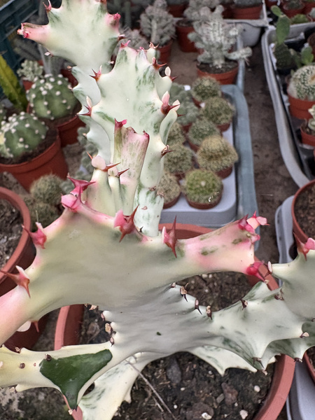 Euphorbia lactea 'White Ghost'