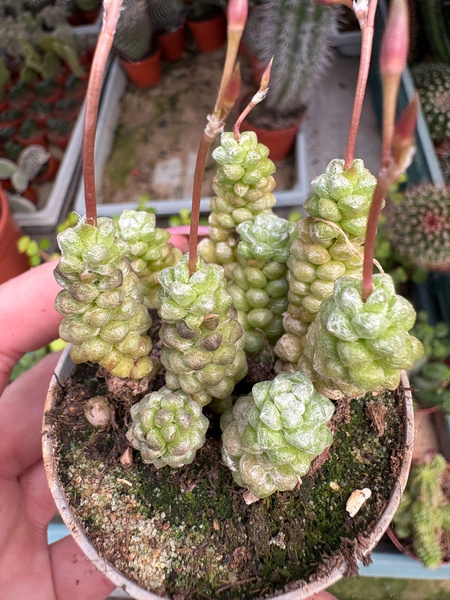 Anacampseros baeseckei