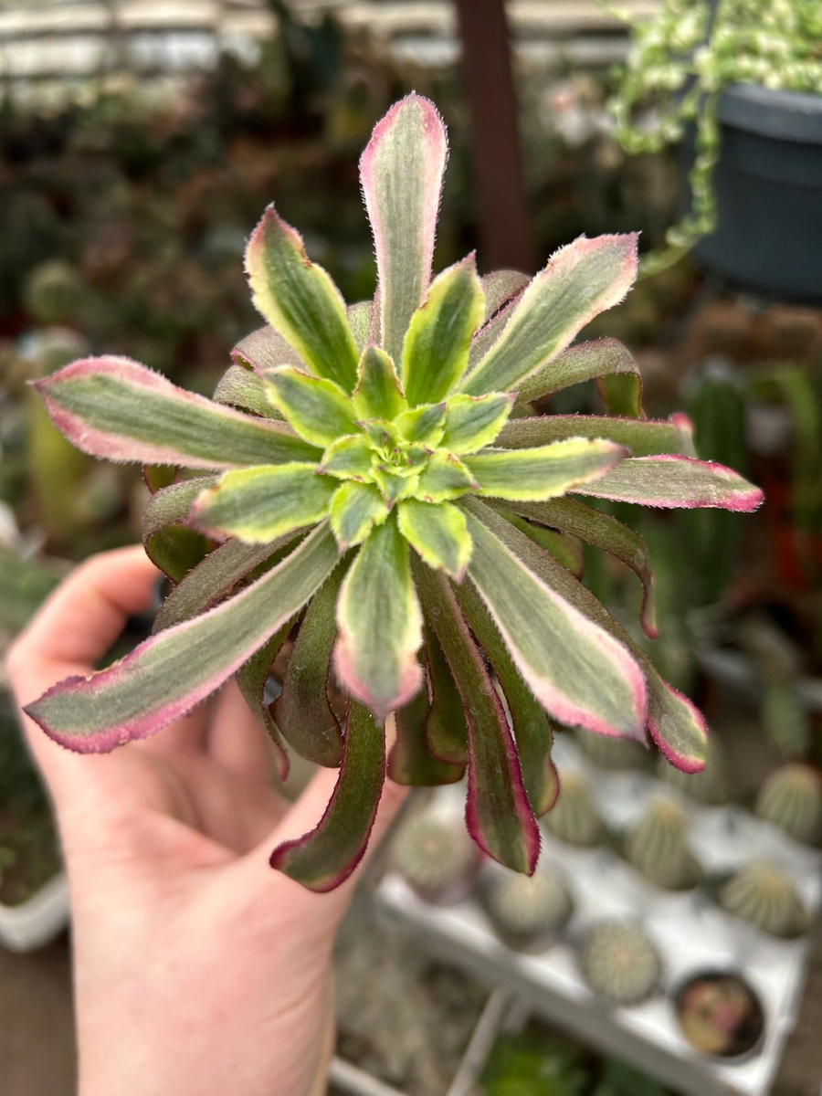 aeonium cv mardi gras