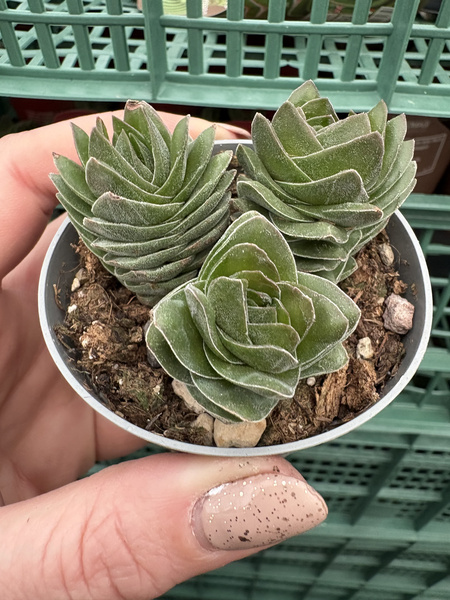 Crassula pyramidalis 'Buddha's Temple'
