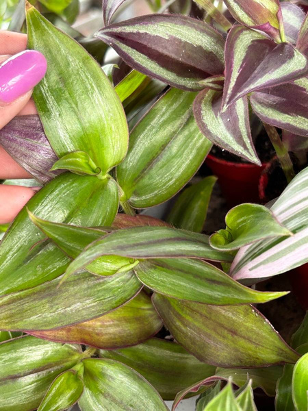 Tradescantia multicolor v.discolor