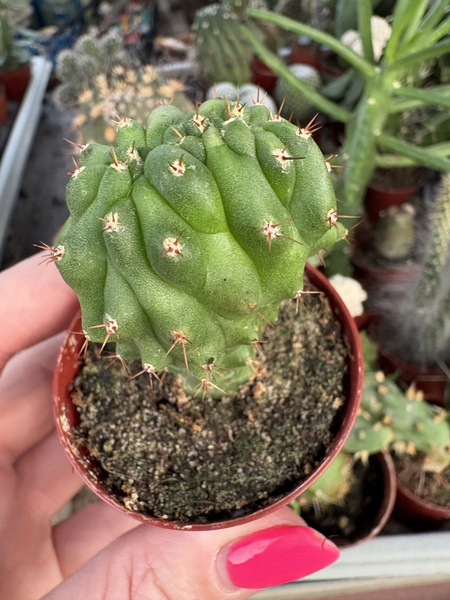 Trichocereus pachanoi 'Monstruosa Cristata'