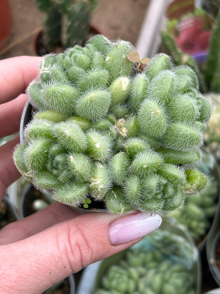 Sedum hintonii