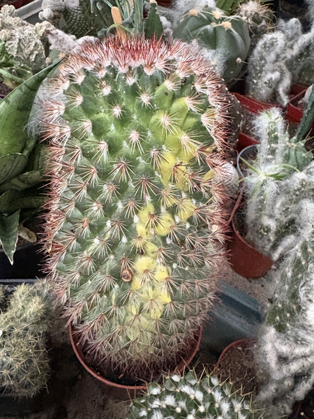 Mammillaria spinosissima 'Variegata'