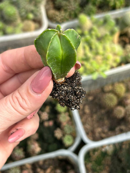 Astrophytum myriostigma 'Nuda'