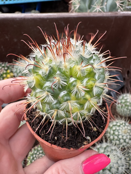 Mammillaria bombycina 'Albispina Variegata'