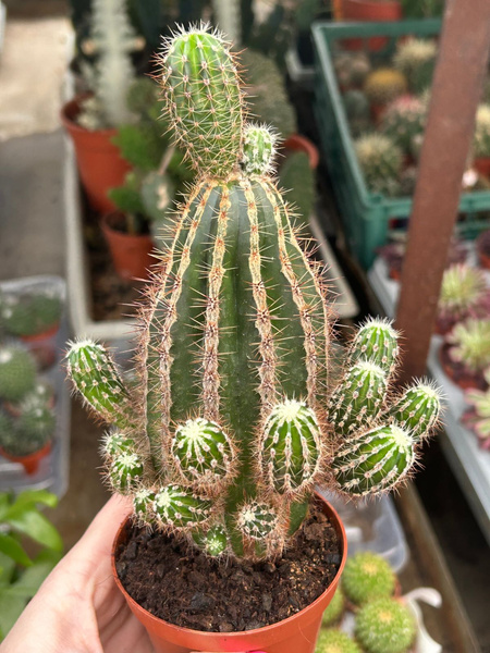 Oroya peruviana | Cactuses \ Oroya | Kaktusy, sukulenty i inne 