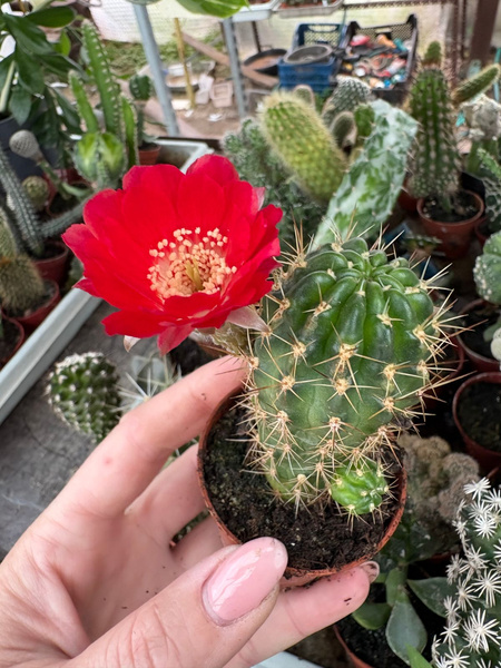 Lobivia hertrichiana