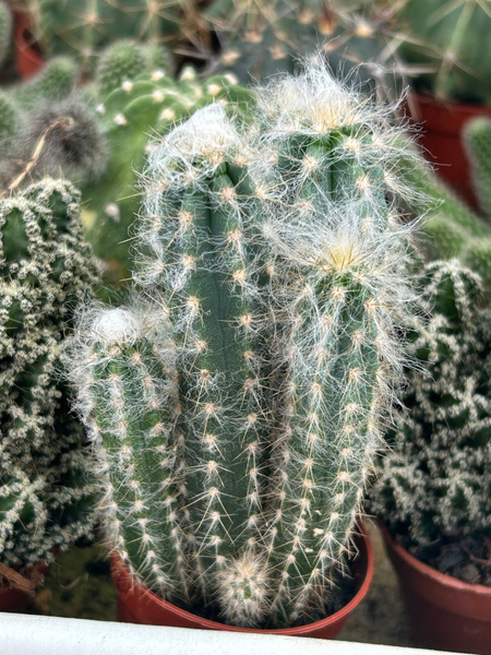 Pilosocereus palmerii