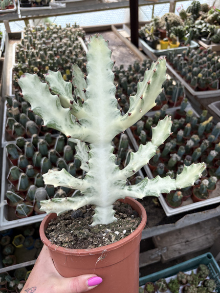 Euphorbia lactea 'White Ghost'