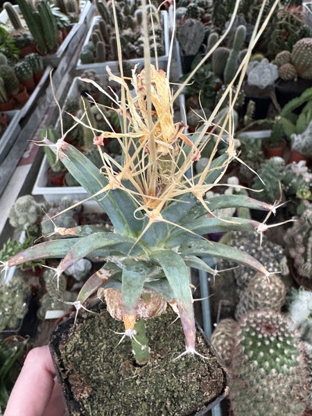 Leuchtenbergia principis