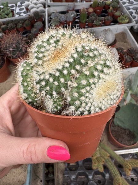 Parodia chrysacanthion 'Polygona'