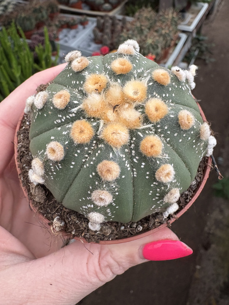 Astrophytum asterias 'Ooibo Nuda'  kaktus piaskowy - kaktus jeżowca - kaktus gwiaździsty - pejotl gwiaździsty